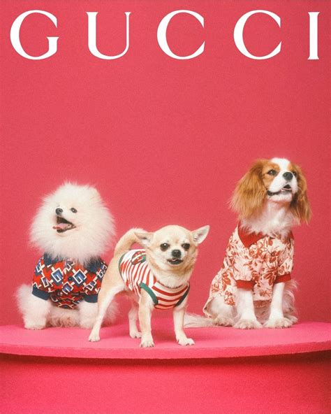 gucci dogs campaign|gucci pet collection collection.